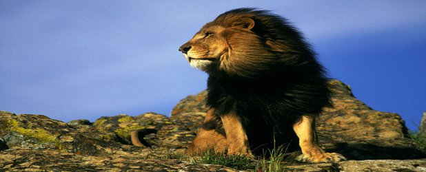 Ten Things We’ve Learned About Lions Since Disney’s Original 'The Lion King'