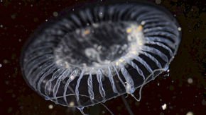 This jellyfish makes glowing proteins previously unknown to science
