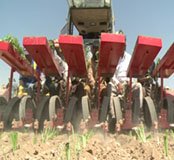 آغاز کشت نشائی چغندرقند در نیشابور