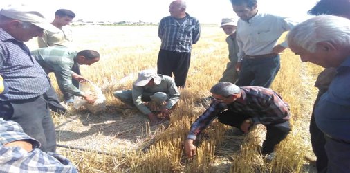 برگزاری روز مزرعه "کشاورزی حفاظتی و حفظ بقایای گیاهی در مزرعه" توسط عضو هیئت علمی بخش تحقیقات فنی و مهندسی کشاورزی فارس