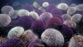 Ocean acidification could boost shell growth in snails and sea urchins