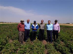 برگزاری روز مزرعه سیب‌زمینی در ایستگاه تحقیقات کشاورزی و منابع طبیعی آلاروق اردبیل