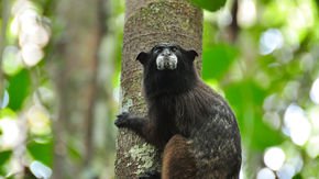 These squirrel-size monkeys helped bring Peru’s Amazon back to life