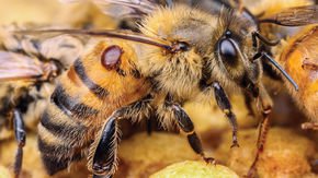 Breeders toughen up bees to resist deadly mites