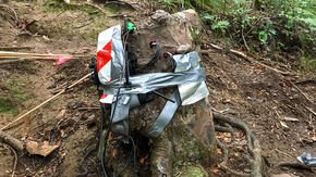 Trees share water to keep this dying stump alive