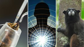 Top stories: Mite-proof bees, dark matter ‘bullets,’ and the tiny monkeys replanting the Amazon