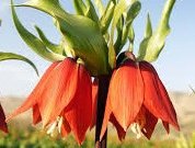 با فالو کردن # المپیاد_بر_بام _ایران، چهارمحال و بختیاری را حمایت کنید