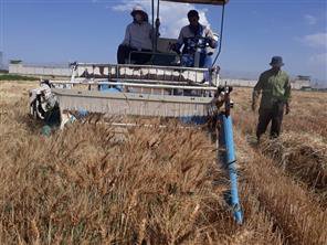 اتمام برداشت آزمایشات غلات در ایستگاه تحقیقات کشاورزی و منابع طبیعی آلاروق اردبیل