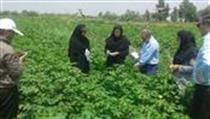 دکتر غلامرضا گل محمدی مدیر کل دفتر منابع انسانی و نوسازی اداری سازمان تحقیقات،آموزش و ترویج کشاورزی از مزارع پنبه استان گلستان بازدید کرد
