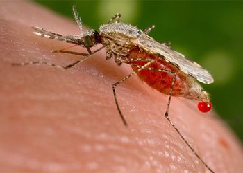 رییس شبکه بهداشت و درمان گناوه:
بیماری مالاریا در ایران حذف می‌شود/ بیش از هشت هزار نفر اتباع خارجی از لحاظ بیماری مالاریا در شهرستان گناوه بررسی شدند