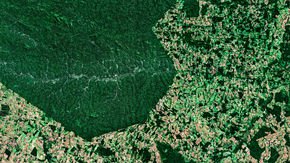 Deforestation in the Amazon is shooting up, but Brazil's president calls the data 'a lie'