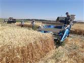 آغاز عملیات برداشت طرح ها و پرژه های تحقیقاتی گندم در پردیس تحقیقات و آموزش کشاورزی و منابع طبیعی بروجرد