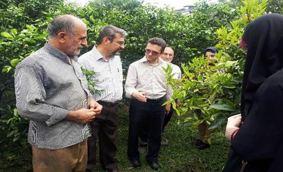 برگزاری کارگاه آموزشی و ترویجی مدیریت بیماری های کیوی با همکاری پژوهشکده مرکبات و میوه‌ های نیمه گرمسیری