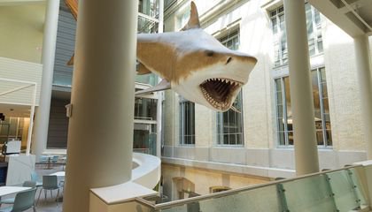 Megalodon May Be Extinct, but There’s a Life-size One at the Smithsonian