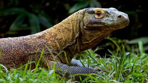 How Komodo dragons survive deadly bites from other Komodos