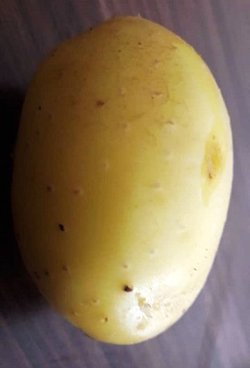 ارقام جدید سیب‌زمینی آتوسا و آنوشا با مشارکت محققان مرکز تحقیقات و آموزش کشاورزی و منابع طبیعی استان اردبیل معرفی شدند