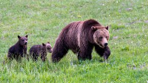 Yellowstone grizzly bears are again listed as threatened
