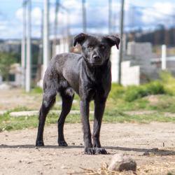 The curious tale of the cancer ‘parasite’ that sailed the seas