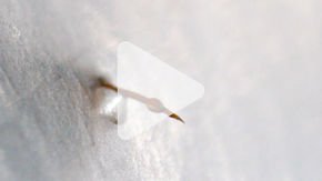 Slow-motion video reveals how ants deliver their painful venom