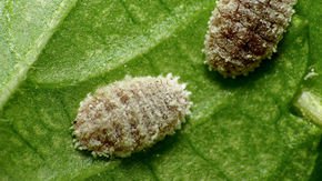 This tiny insect could be delivering toxic pesticides to honey bees and other beneficial bugs