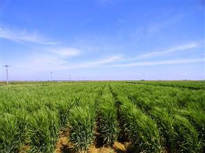 مشارکت محققان مرکز تحقیقات و آموزش کشاورزی و منابع طبیعی استان اردبیل در معرفی جو آبی رقم "گلشن"