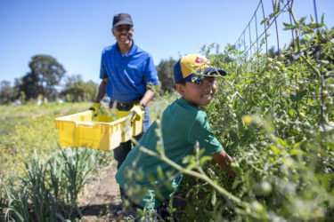 Stanford welcomes volunteers at its educational farm – gloves provided