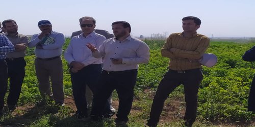 ترویج کشت انتظاری سیب زمینی در دشت های قروه و دهگلان توسط دانشگاه کردستان