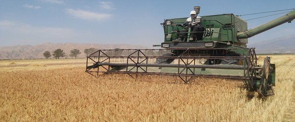 برداشت گندم بذری در مرکز تحقیقات و آموزش کشاورزی و منابع طبیعی سمنان (شاهرود)