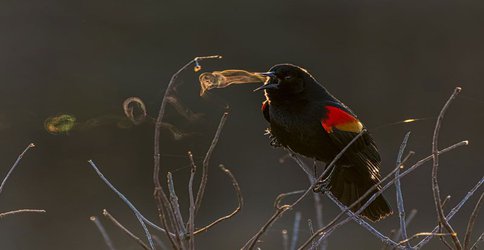 Blackbirds, brains and bleached anemones — July’s best science images