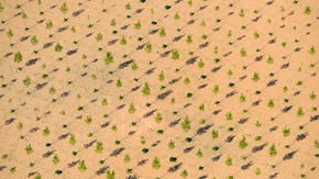 Bioenergy plantations could fight climate change—but threaten food crops, U.N. panel warns