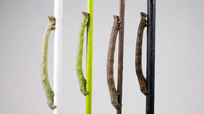 These caterpillars can camouflage themselves, even when blindfolded