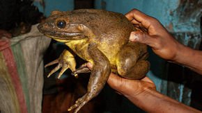 The world’s biggest frogs build their own ponds