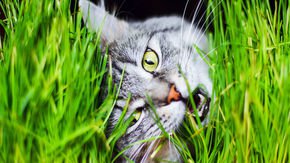 Mystery solved? Why cats eat grass