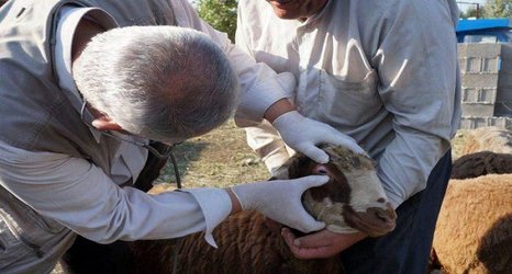 رعایت اصول بهداشتی در مراسم عید سعید قربان