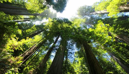 Gauging trees’ potential to slow global warming