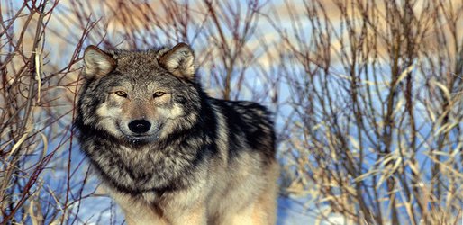 Trump administration weakens Endangered Species Act