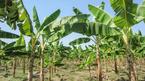 Colombia confirms that dreaded fungus has hit its banana plantations