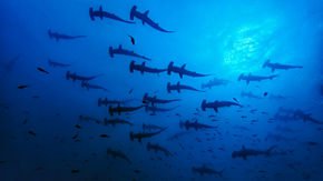 New Trump rules would curb U.S. endangered species protections