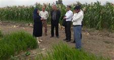 بازدید قائم مقام سازمان از پایلوت پژوهشی، آموزشی و ترویجی مرکز تحقیقات و آموزش  کشاورزی و منابع طبیعی گلستان
