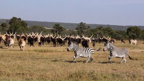 The best way to help cows and zebras? Make them live together