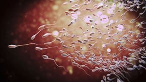 Changing sperm speed can influence offspring’s sex, mouse study suggests