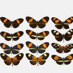 AI used to test evolution’s oldest mathematical model