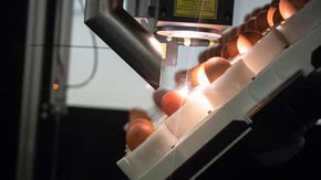 ‘Ethical’ eggs could save male chicks from mass slaughter