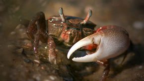 Fiddler crabs produce more carbon dioxide than their marshy homes can handle