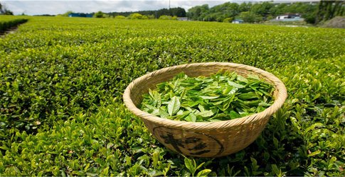 رئیس دانشگاه آزاد اسلامی واحد لاهیجان در گفت‌و‌گو با ایسکانیوز مطرح کرد؛ ساخت دستگاه تشخیص درجه‌‌بندی برگ چای در واحد لاهیجان/صادرات چای گیلان به بازار عراق در آینده نزدیک