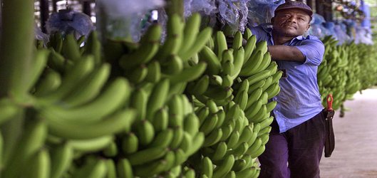 Alarm as devastating banana fungus reaches the Americas