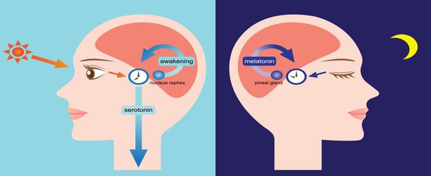 Opinion: Plants can tell time even without a brain