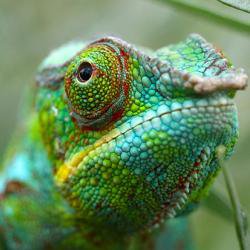 Colour-changing artificial ‘chameleon skin’ powered by nanomachines