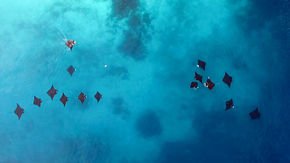These manta rays form ‘friendships’ that last longer than a summer fling