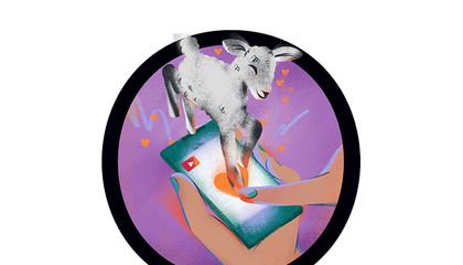 Do Goats Really Love to Jump and More Questions From Our Readers